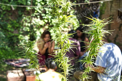 Preview: Green Marijuana Plant Top View