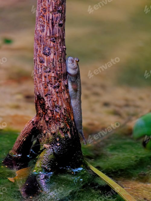 Preview: A Vertical Shot Of An Atlantic Mudskipper Fish On A Tree Trunk Surface