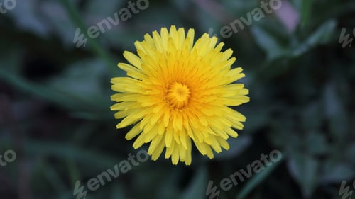 Preview: Taraxacum Officinale, The Common Dandelion, Is A Flowering Herbaceous Plant Of The Family