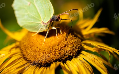 Preview: A Closeup Shot Of A Butterfly On A Sunflower