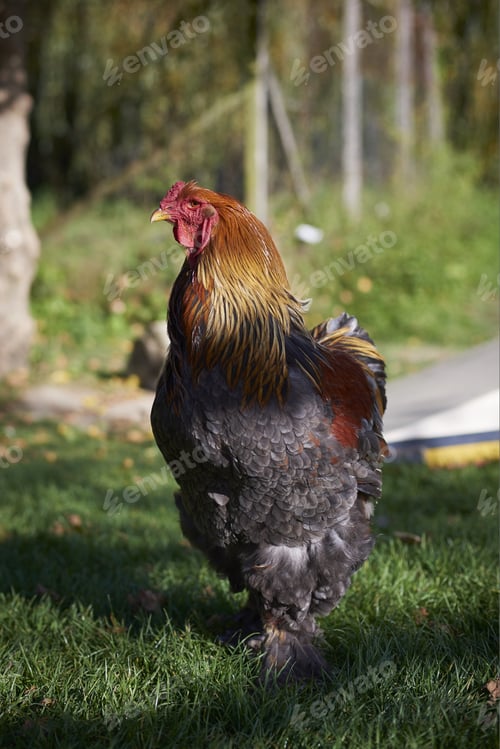 Preview: A Portrait Of A Black And Red Rooster Walking In A Field Surrounded By Greenery Under Sunlight