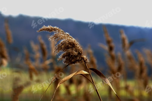 Preview: A Selective Focus Shot Of A Dry Reed On Background Of A Field
