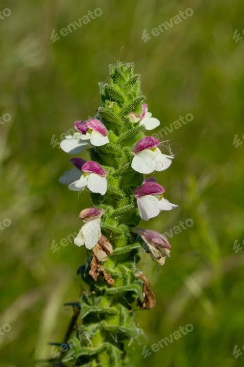 Preview: A Vertical Shot Of White And Purple Goodayera Flower
