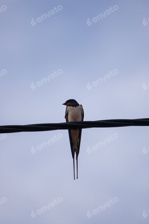 Preview: A Vertical Shot Of A Swallow Sitting On A Wire