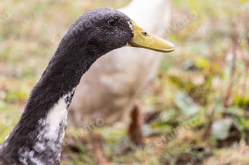 Preview: A Closeup Shot Of The Neck Of A Cute Black Duck With A Yellow Beak