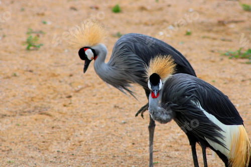 Preview: A Closeup Shot Of Two Red-Crowned Tango Crane Bird