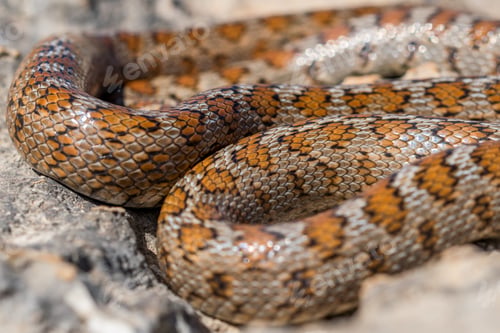 Preview: Macro Shot Of Body, Skin And Head Of An Adult Leopard Snake Or European Ratsnake, Zamenis Situla