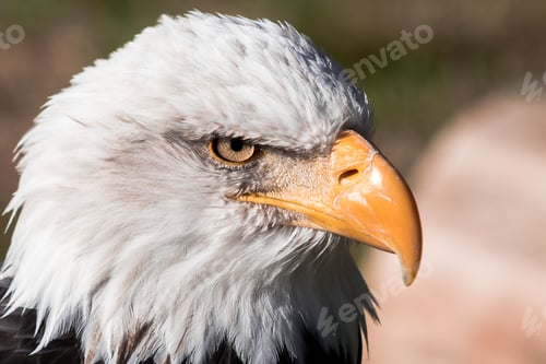 Preview: A Beautiful Closeup Shot Of A Bald Eagle Head