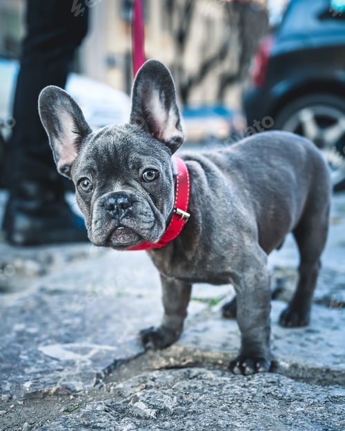 Preview: A Vertical Selective Focus Closeup Of A French Bulldog Standing
