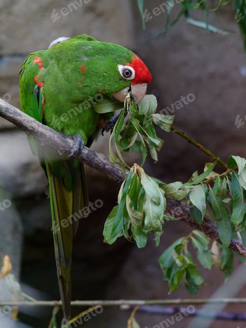 Preview: A Vertical Selective Focus Shot Of A Red-Masked Parakeet Perched On The Branch
