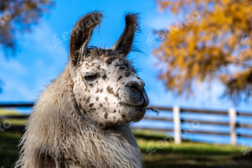 Preview: A Closeup Portrait Of A Cute Llama Alpaca On A Farm