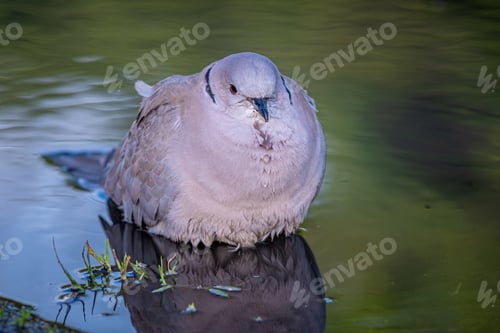 Preview: A Closeup Shot Of A White Fat Bird Floating On A Calm Lake Surface