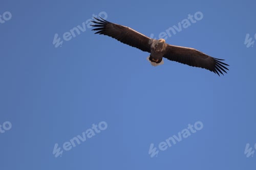 Preview: A Low Angle View Of A White-Tailed Eagle Flying Under The Sunlight And A Blue Sky In Hokkaido In