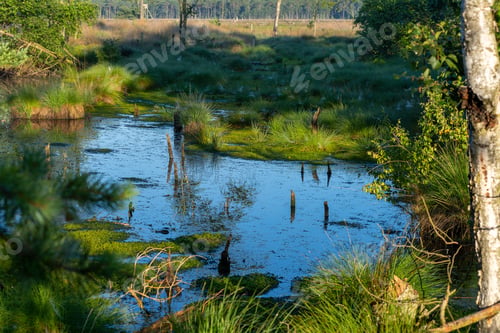 Preview: A Beautiful Scenery Of Moorland In The Pietzmoor Nature Reserve