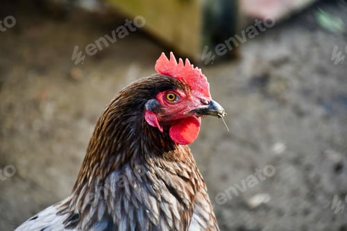 Preview: A Portrait Of A Rooster On A Farm