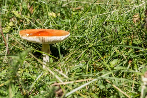 Preview: A Closeup Shot Of A Mushroom In A Park