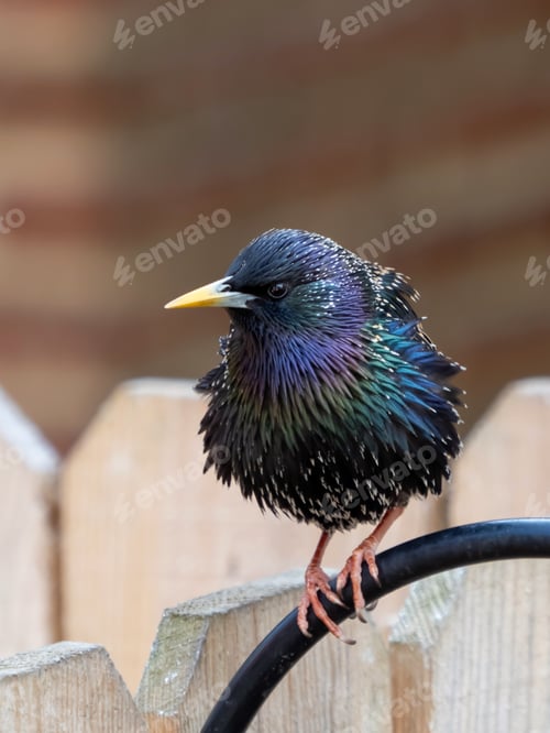 Preview: A Closeup Shot Of A Cute European Starling