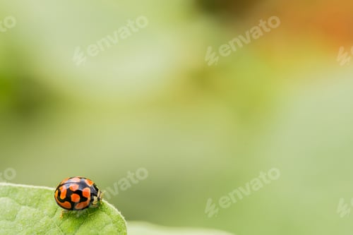 Preview: A Closeup Shot Of A Tiny Orange Ladybug On A Fresh Leaf With A Blur Nature Bac