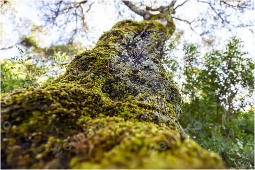 Preview: A Low Angle Shot Of An Old Huge Tree