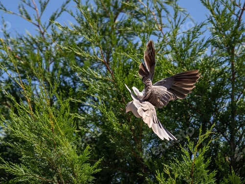 Preview: A Low Angle Shot Of A Bird In Flight From Behind In Front Of Green Trees