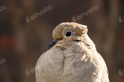 Preview: A Selective Focus Shot Of A Pigeon Sitting Under The Warm Sunlight