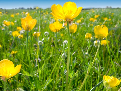 Preview: Low Angle Close Up Shot Of A Field Of Yellow Buttercup Flowers On A Bright Sunny Day.