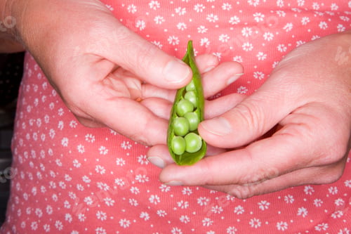Preview: Horizontal Shot Of Woman Peeling Spring Green Peas In Pods.