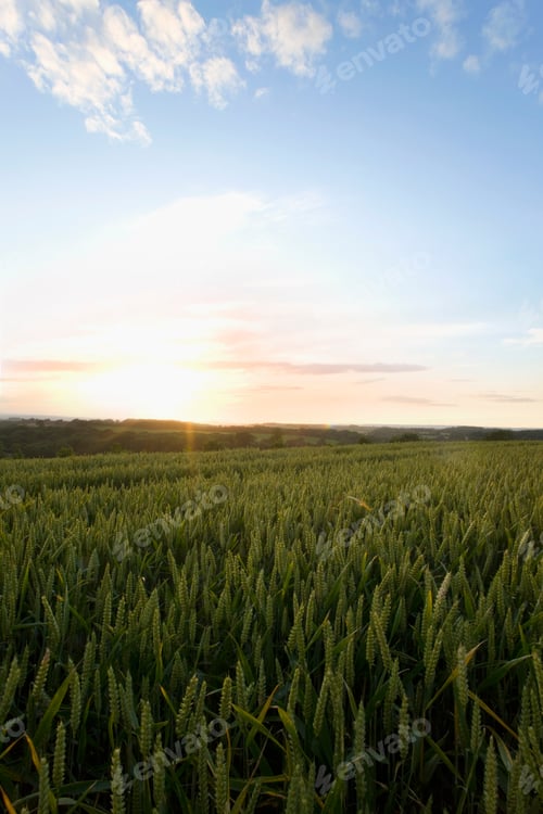 Preview: The Rising Sun Illuminates The Field Of Grain On A Cloudy Summer Day.