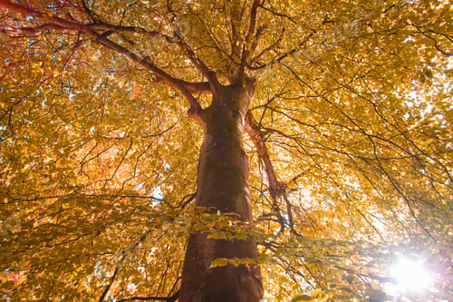 Preview: Low Angle View Of A Beautiful Tree With Yellow Leaves On A Sunny Autumn Day