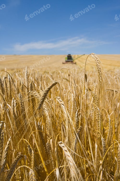 Preview: Agriculture Machine Harvesting Barley In Fields Under The Blue Sky.