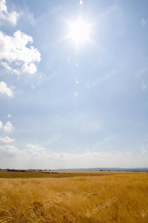 Preview: Vertical Shot Of Shining Sun At Cloudy Blue Sky Over Barley Field.