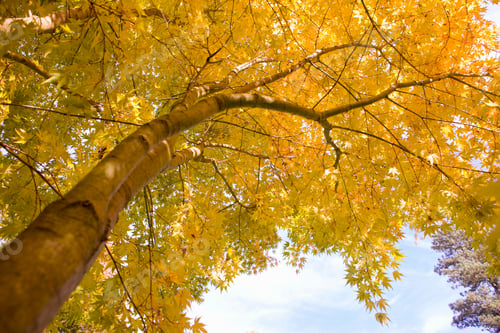 Preview: Low Angle View Of A Beautiful Tree With Yellow Leaves On A Sunny Autumn Day.