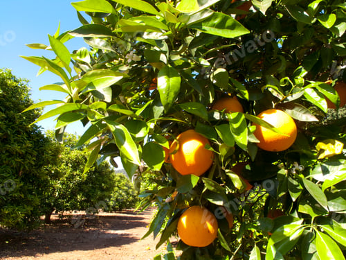 Preview: Close Up Of Oranges Growing On The Trees In An Orchard On A Bright Sunny Spring Day.