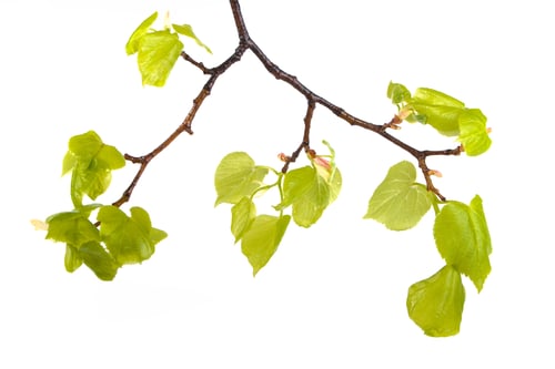 Preview: Spring. Branch With Bright Green Leaves On White Background
