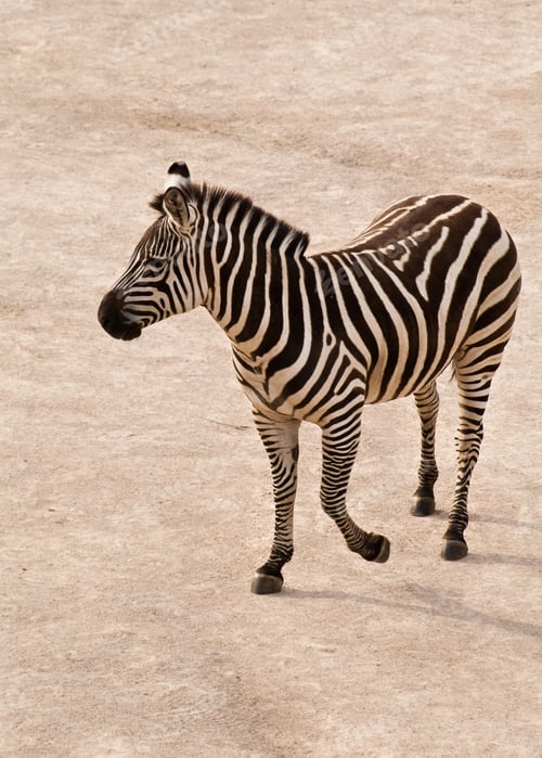 Preview: Striking Zebra Standing Tall in Sandy Enclosure