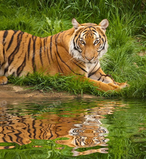 Preview: Tiger With Reflection In The Water