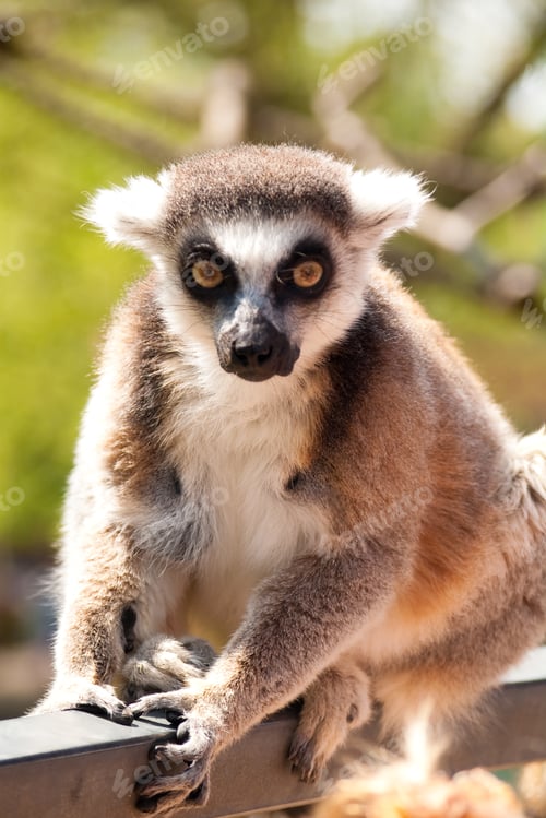 Preview: Close-Up Of A Cute Ring-Tailed Lemur