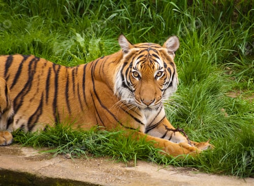 Preview: Tiger