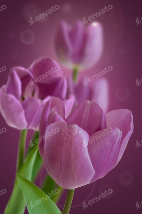 Preview: Purple Tulips with Bokeh Effect, Floral Close-Up