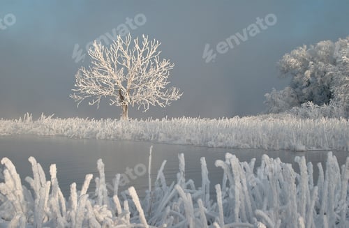 Preview: Frozen Branches. Lake At Winter