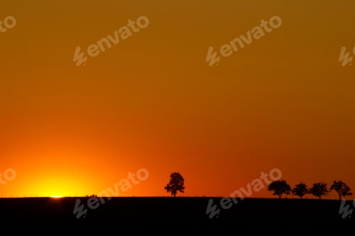 Preview: Silhouette Of Trees In Sunset.