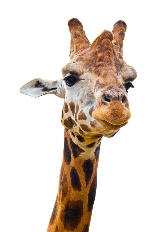 Preview: Close-Up Of A Giraffe'S Face, Isolated On White
