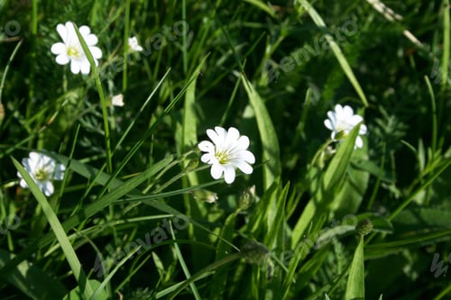 Preview: White Bell-Shaped Wild Flowers