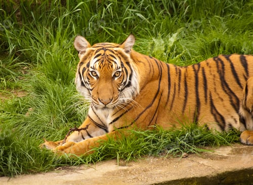 Preview: Tiger