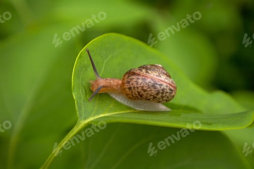 Preview: Snail At A Leaf