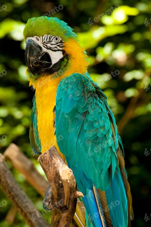 Preview: Colorful Parrot. Blue Yellow Macaw Ara Ararauna.