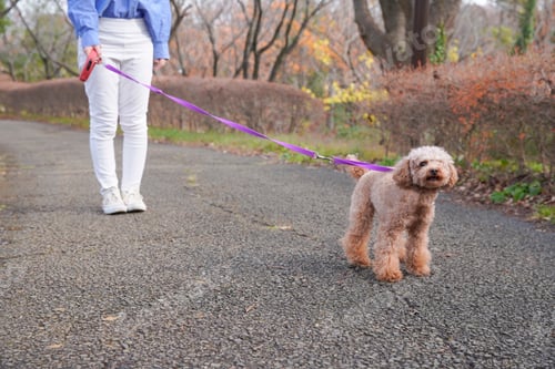 Preview: Young Woman Walks In The Park With Her Dog