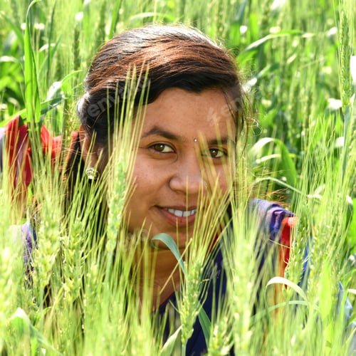Preview: A Young Indian Woman Farmer Working In The Wheat Farm Field.