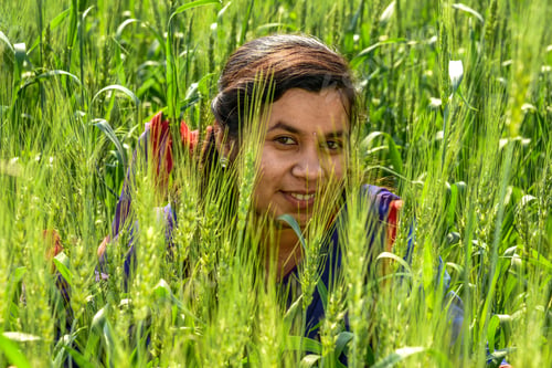 Preview: A Young Indian Woman Farmer Working In The Wheat Farm Field.