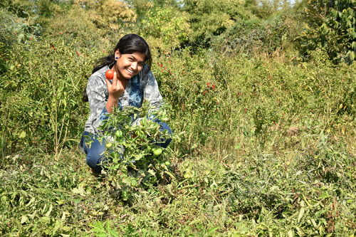 Preview: Happy Young Woman Picking Fresh Tomatoes In Organic Farm Or Field